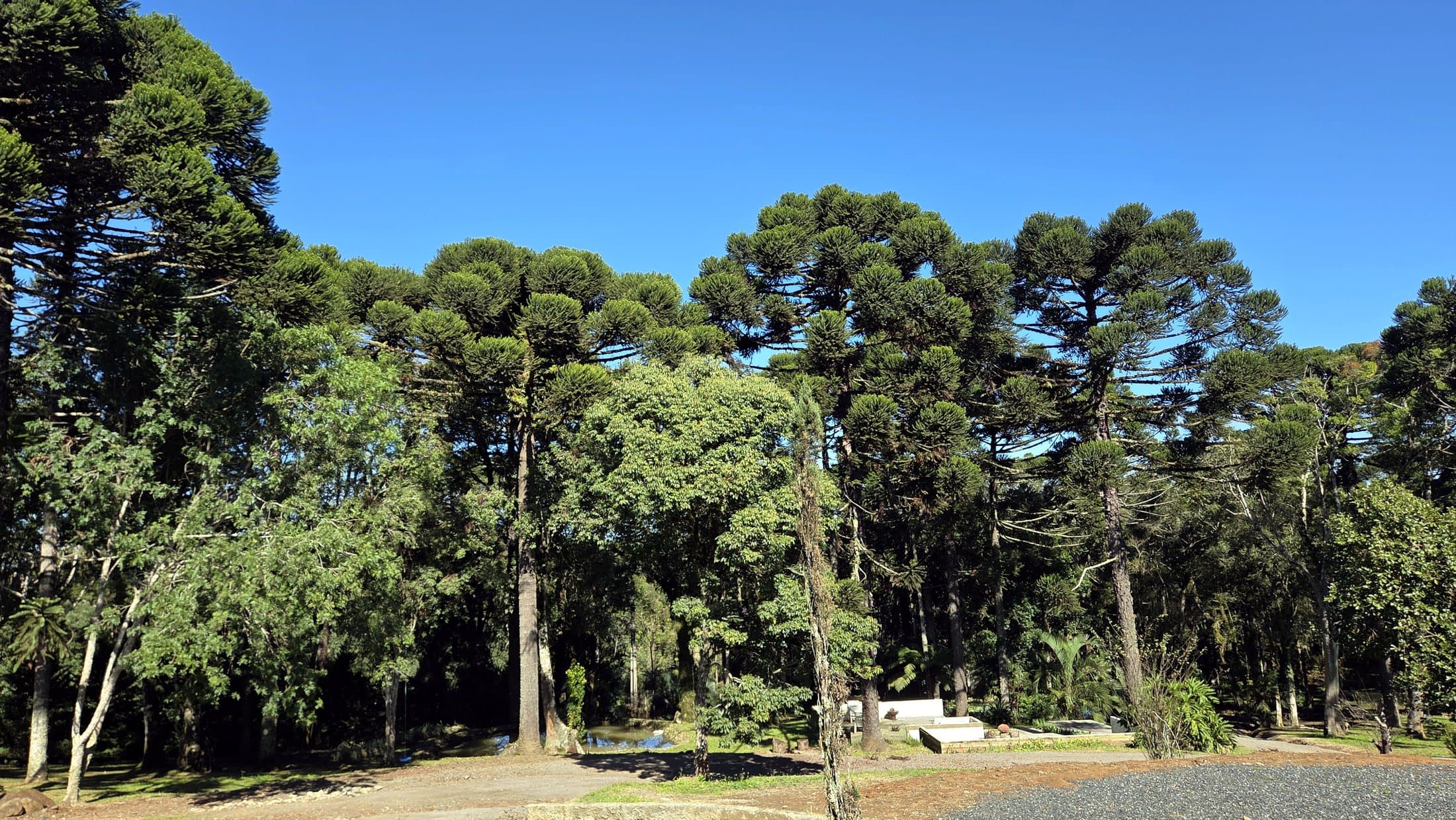 Vista da Serra Catarinense com araucárias